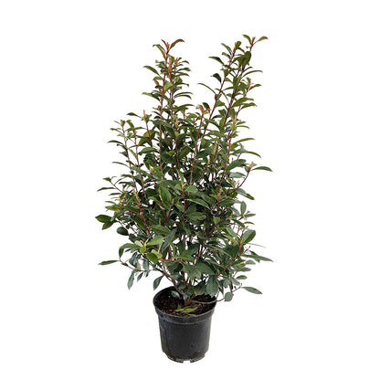  Photinia "Carré Rouge" Pot 10L 1/125