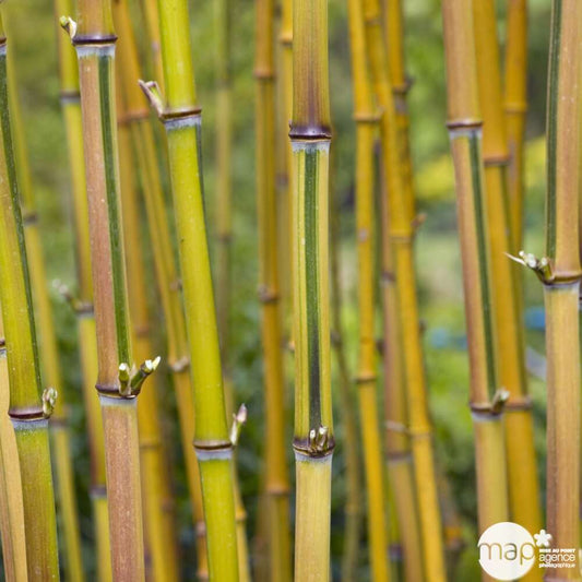  Bambou Moyen Phyllostachys Aureosulcata 'Spectabilis' 150/200 :pot 18L