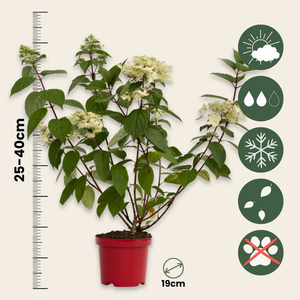  Hortensia - Set De 2 - Hydrangea Paniculata 'wim's Red' - H25-40cm - ⌀19cm