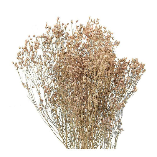 Fleurs Séchées Gypsophile Blanc
