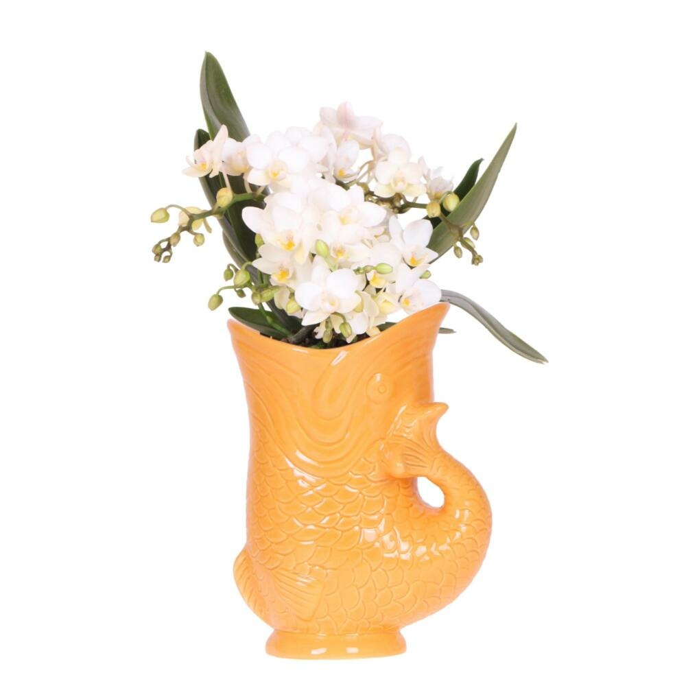  Kolibri Orchids Orchidée Blanche Nazaré + Pot à Poisson Orange - Taille De Pot 9cm