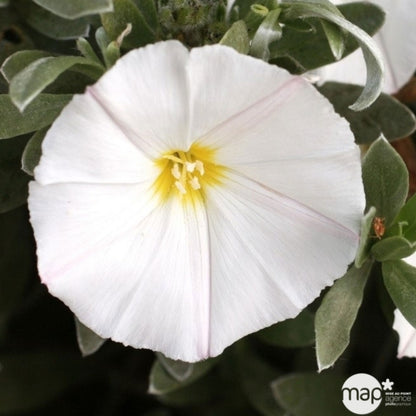  Convolvulus Cneorum : Pot De 3L