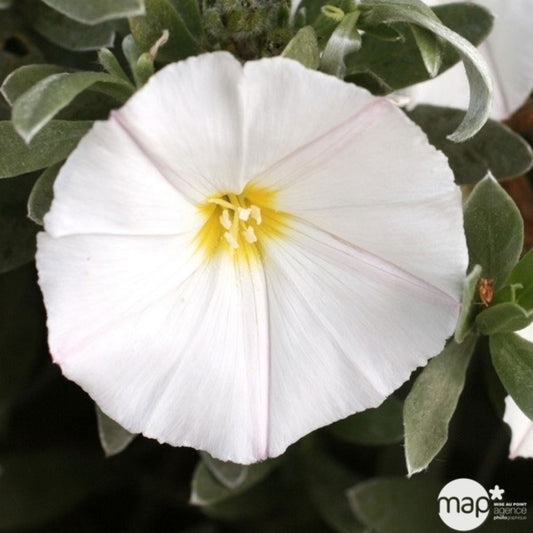  Convolvulus Cneorum : Pot De 3L