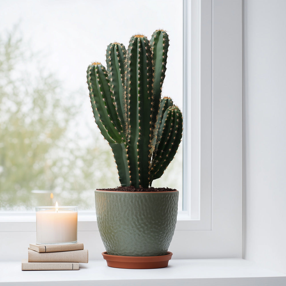  Euphorbe Ingens - Euphorbia Ingens - Hauteur 85-95cm - ⌀24cm