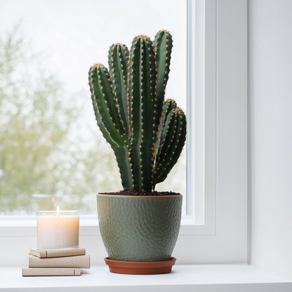  Euphorbe Ingens - Euphorbia Ingens - Hauteur 85-95cm - ⌀24cm