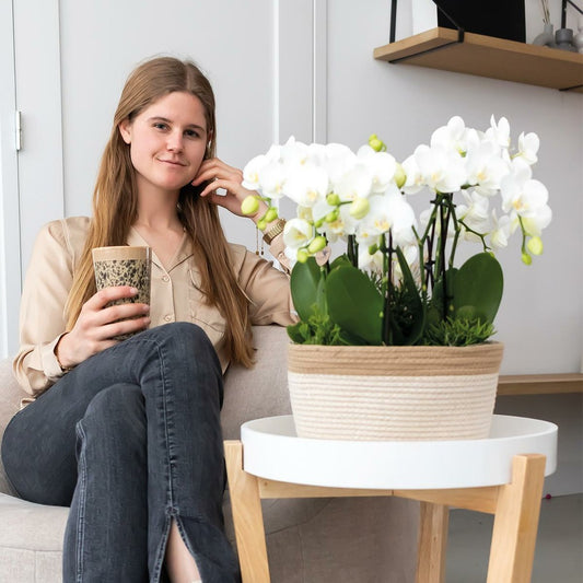  Panier En Coton Avec 3 Orchidées Blanches Et Arrosage Intégré