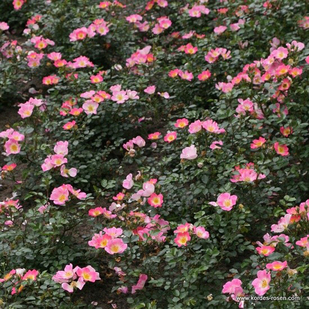  Kordes Nectar Rosier - Rosa 'topolina'
