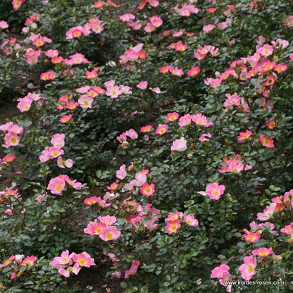  Kordes Nectar Rosier - Rosa 'topolina'