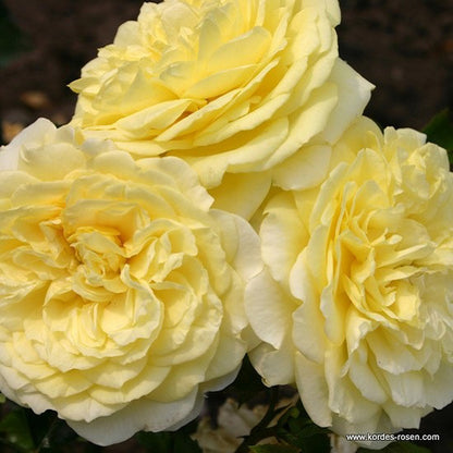  Kordes Rigo-rosier - Rosa 'solero'®