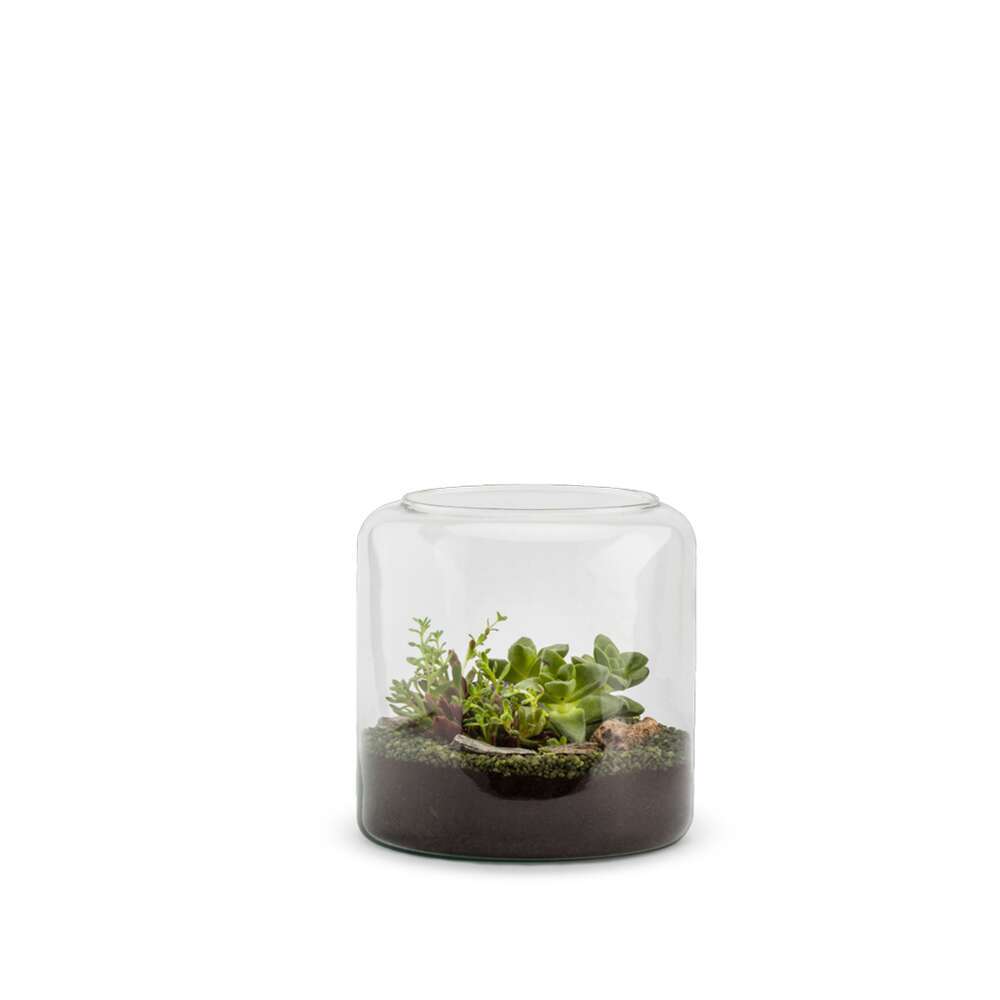  TERRA MIA S SUCCULENTE-(884076)