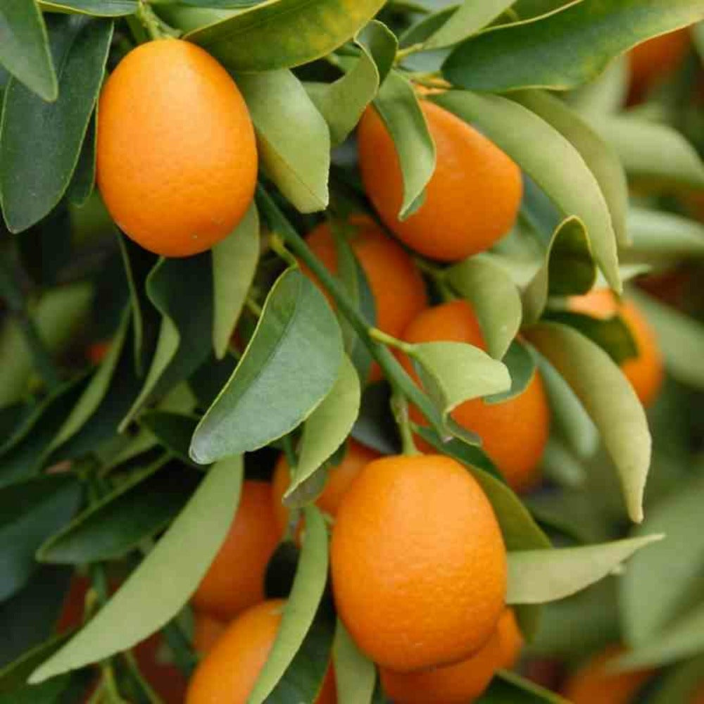  Citrus Kumquat Agrumes (fortunella Margarita) Pot De 7 Litres ? 100/120 Cm