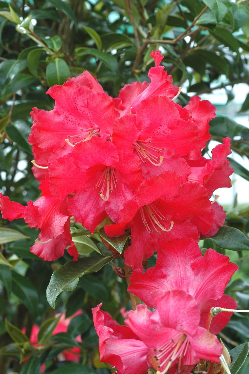  Rhododendron 'halfdan Lem' - En Pot De 5 Litres