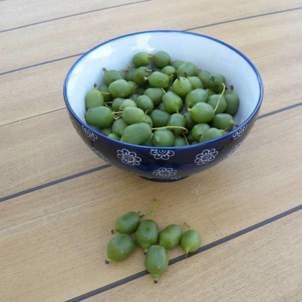  Kiwi De Sibérie Arguta Issaï (autofertile)/[-]pot De 3l - Echelle Bambou 60/120 Cm