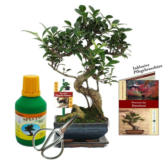  Coffret Bonsaï Bonsaï "ficus" - Figuier Chinois - Ca. 6 Ans - Set Débutant