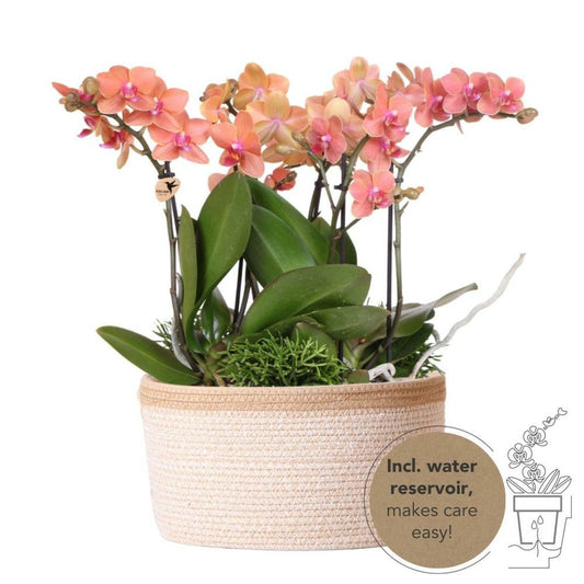  Set De 3 Orchidées Orange Et 3 Rhipsalis Dans Un Panier En Coton Avec Réservoir D'eau