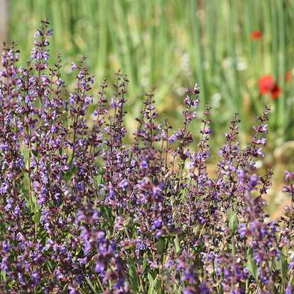  Sauge Officinale - Graines Bio