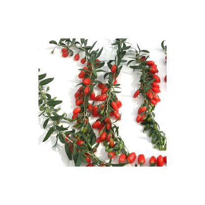  Baie De Goji Princess Tao® 'fpw03'/[-]pot De 3l - Echelle Bambou 60/120 Cm