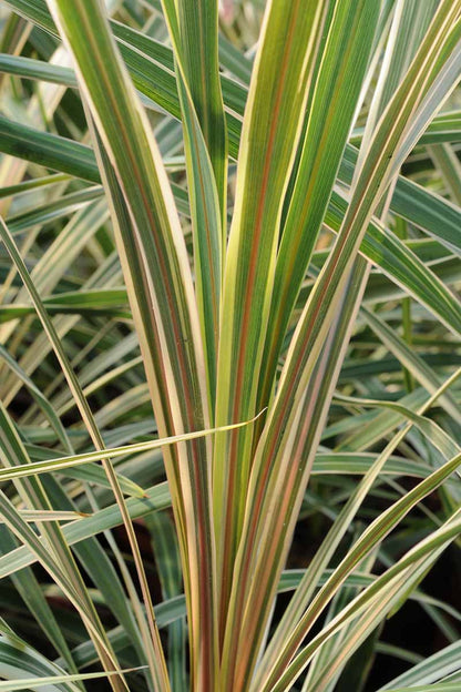  Cordyline 'torbay Dazzler' - En Pot De 3 Litres