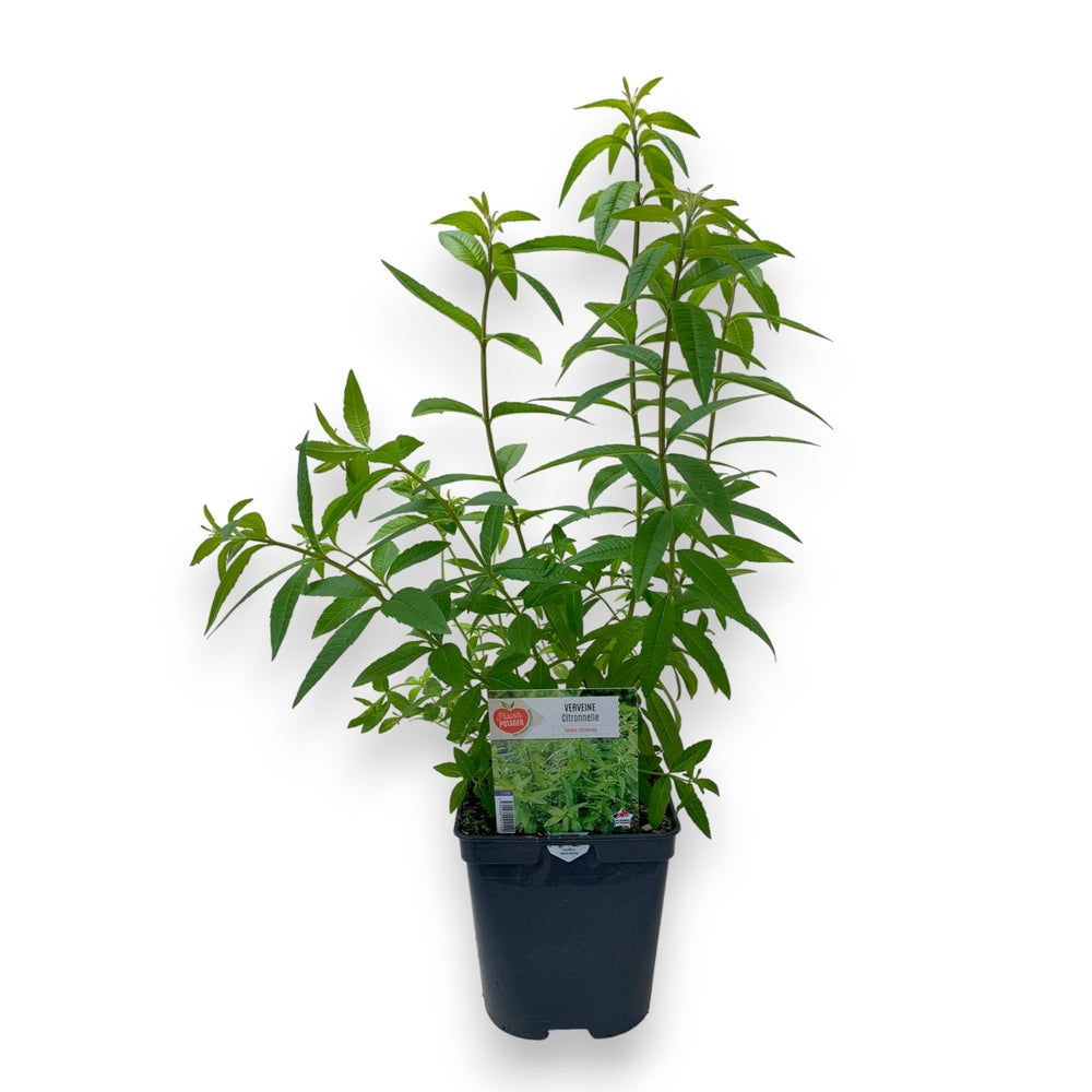 Plant De Verveine Citronnelle : Pot De 2L