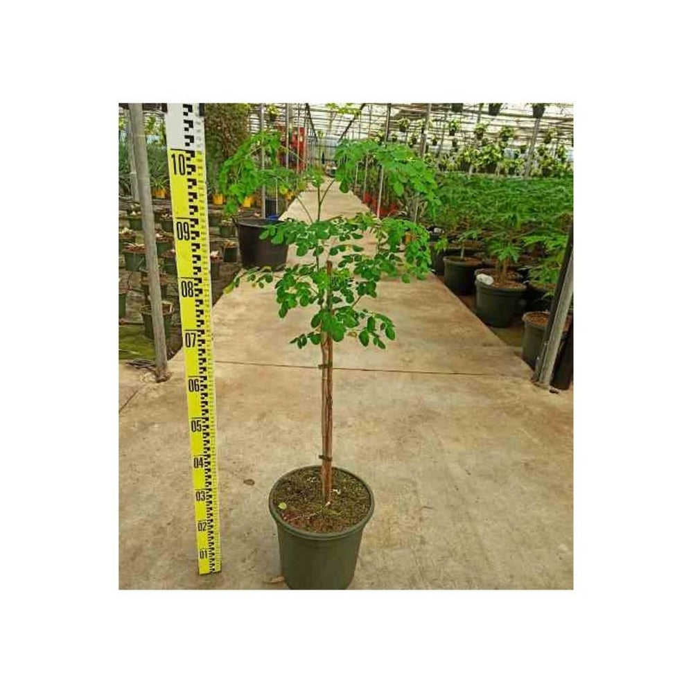  Moringa Oleifera (arbre De Vie) Pot De 7 Litres ? 80/100 Cm