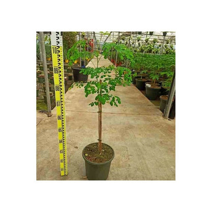  Moringa Oleifera (arbre De Vie) Pot De 7 Litres ? 80/100 Cm