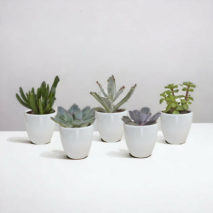 Coffret Succulente & Cactus + Caches-pots Blancs