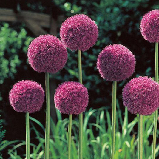  5 X Ail D'ornement His Excellency - 5 X Allium His Excellency