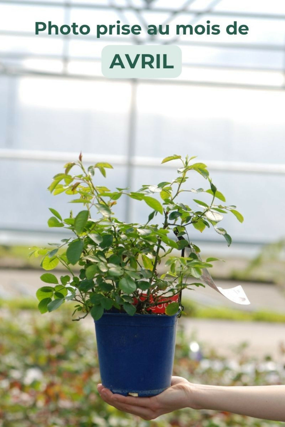  Rosier Décorosiers ? 'kadora ?' - En Pot De 2 Litres