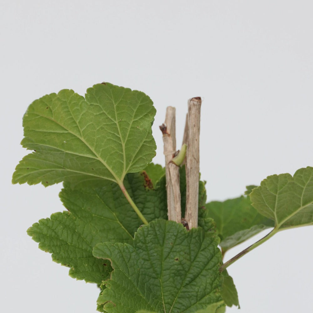  Groseillier à Grappes - Set De 4 - Ribes Rubrum - Hauteur 50-60cm - ⌀15cm