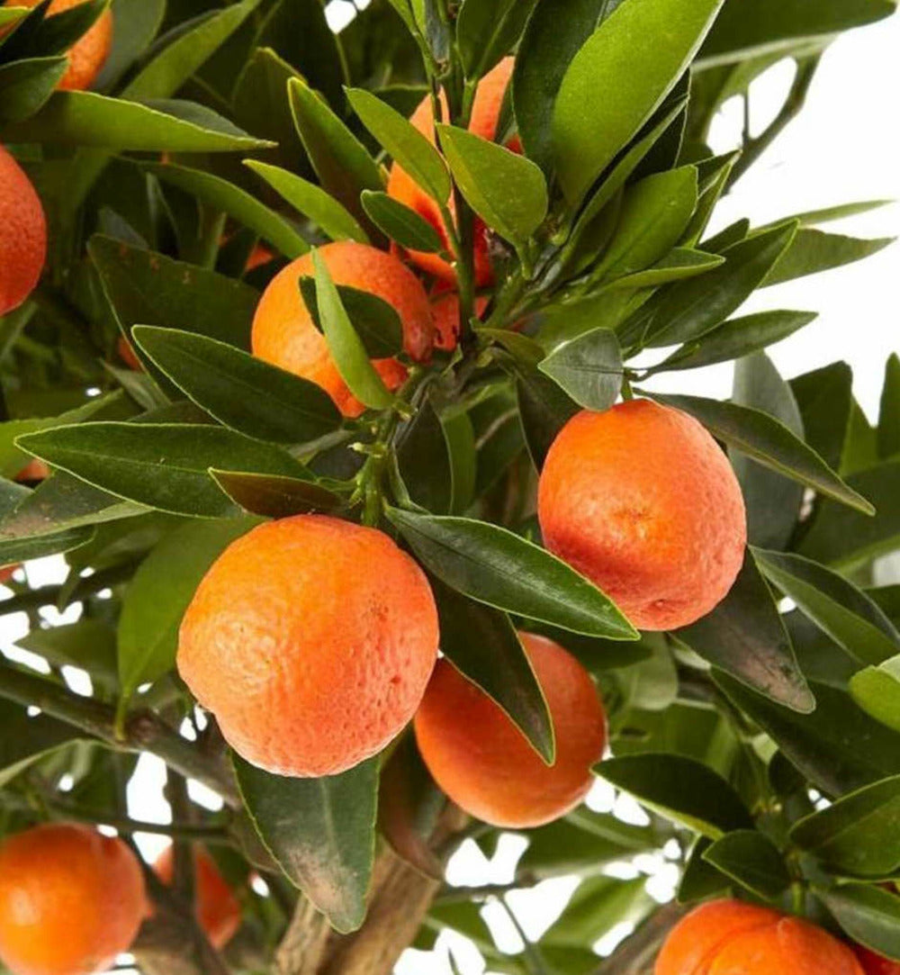  Citrus Kucle Agrumes Hybride Kumquat Et Clementinier (kumquatine) Pot De 4 Litres - 30/50 Cm