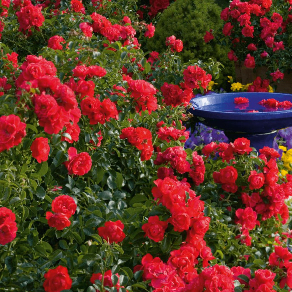  Rosier Arbustif Decorosier® Kadora® 'noa 83100 B'/[-]pot De 5l - 40/60 Cm