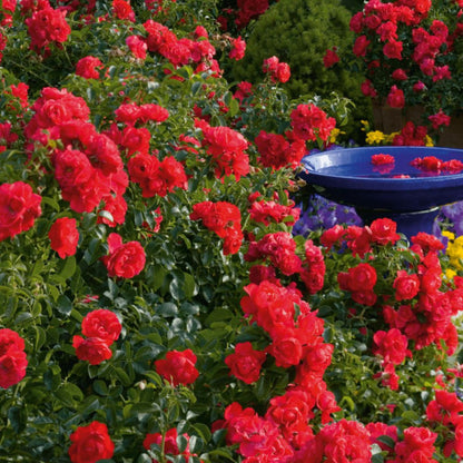  Rosier Arbustif Decorosier® Kadora® 'noa 83100 B'/[-]pot De 5l - 40/60 Cm