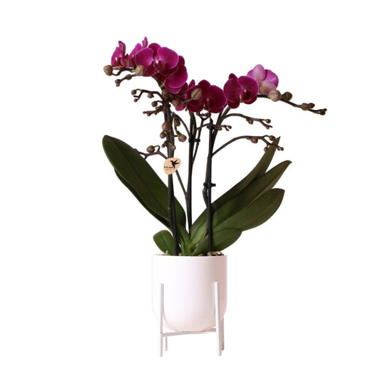  Orchidées Colibri | Orchidée Phalaenopsis Violette Morelia En Pot Nordique Blanc - Taille Du Pot 9cm - Hauteur 40cm
