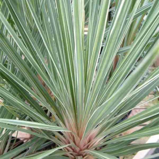  Cordyline Australis Champagne Rosé Pot De 7 Litres ? 60/80 Cm