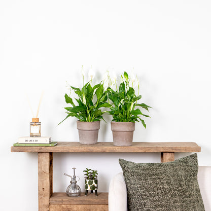  Spathiphyllum - Fleur De Lune - Plantes D’intérieur - Dépolluante - Hauteur 30-40 Cm - Pot 12 Cm