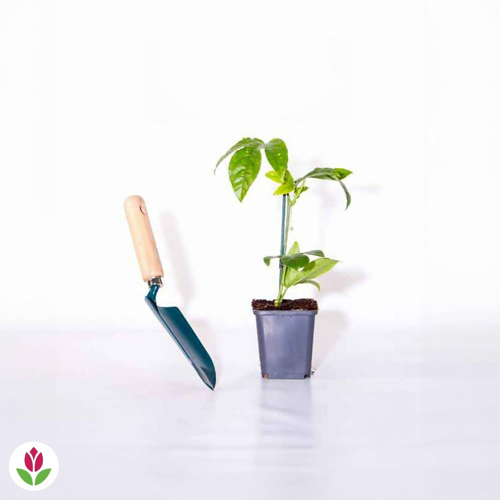  Fruit De La Passion Frederick - Le Pot / ø 9cm / Hauteur Livrée 20-40cm, Vendu Par Lot De 4