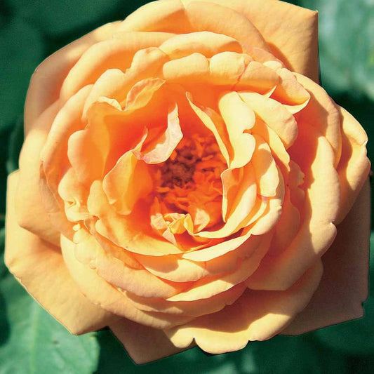  Rosier Anglais Charlie Ausgreen ® - La Pièce En Racine Nue / 3+ Branches