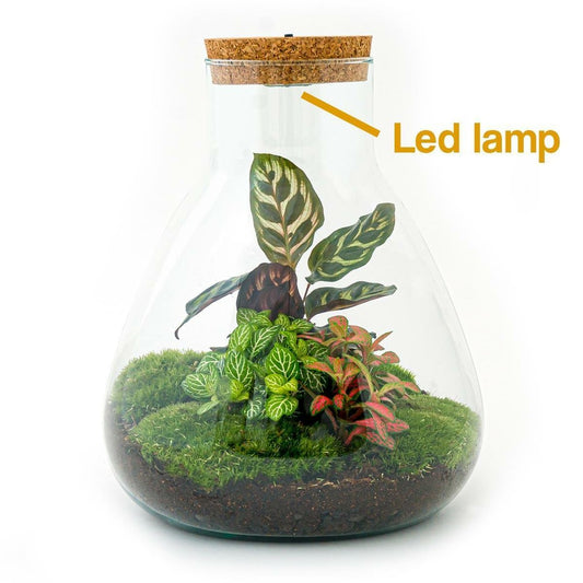  Kit Terrarium Diy - Samos Avec Led Calathea + Fittonia Rouge Et Verte - Sans Outil