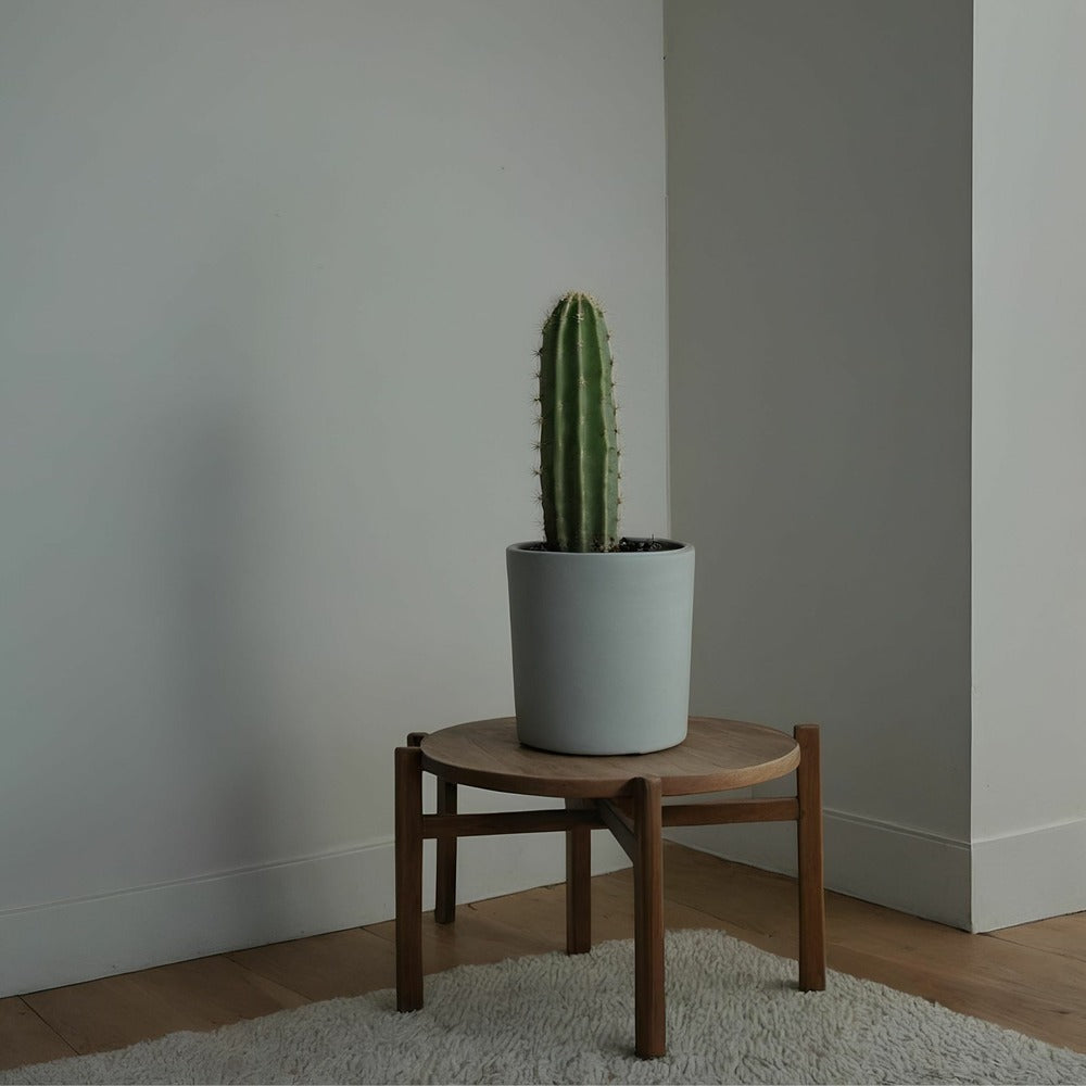  Euphorbe Ingens - Set De 2 - Euphorbia Ingens - Hauteur 40-50cm - ⌀18cm