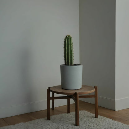  Euphorbe Ingens - Set De 2 - Euphorbia Ingens - Hauteur 40-50cm - ⌀18cm