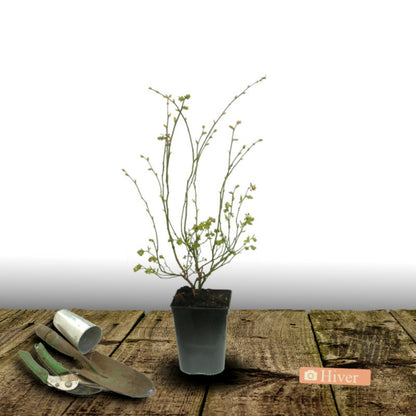  Myrtille Legacy/[-]pot De 3l - 30/60 Cm