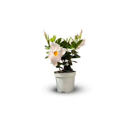  Dipladenia - Plante Fleurie - ↕ 20-30 Cm - ⌀ 10,5 Cm - Plante D'intérieur & Extérieur - Fleur Blanche