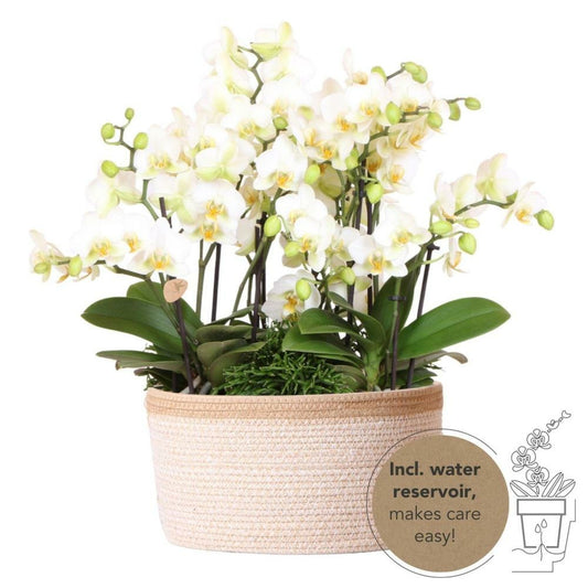  Set De 3 Orchidées Blanches Et 3 Rhipsalis Dans Un Panier En Coton Avec Réservoir D'eau