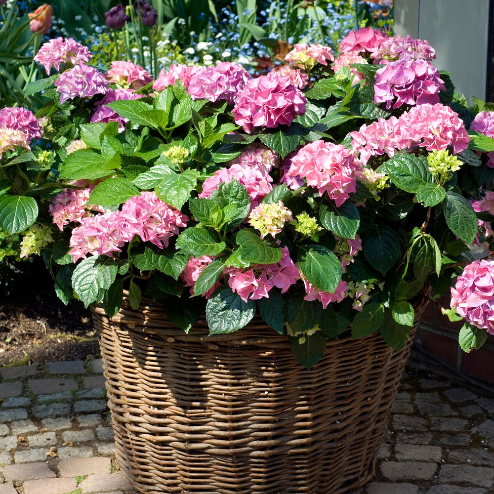 Hortensia - Set De 6 - Hydrangea Macrophylla 'early Pink' - H25-40cm - ⌀9cm