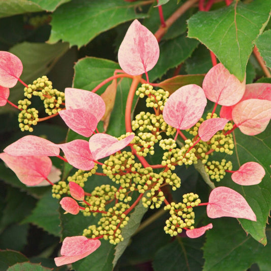  Hortensia Grimpant Rose Sensation® 'trarose'/[-]pot De 1,5l - Tuteur Bambou 30/60 Cm