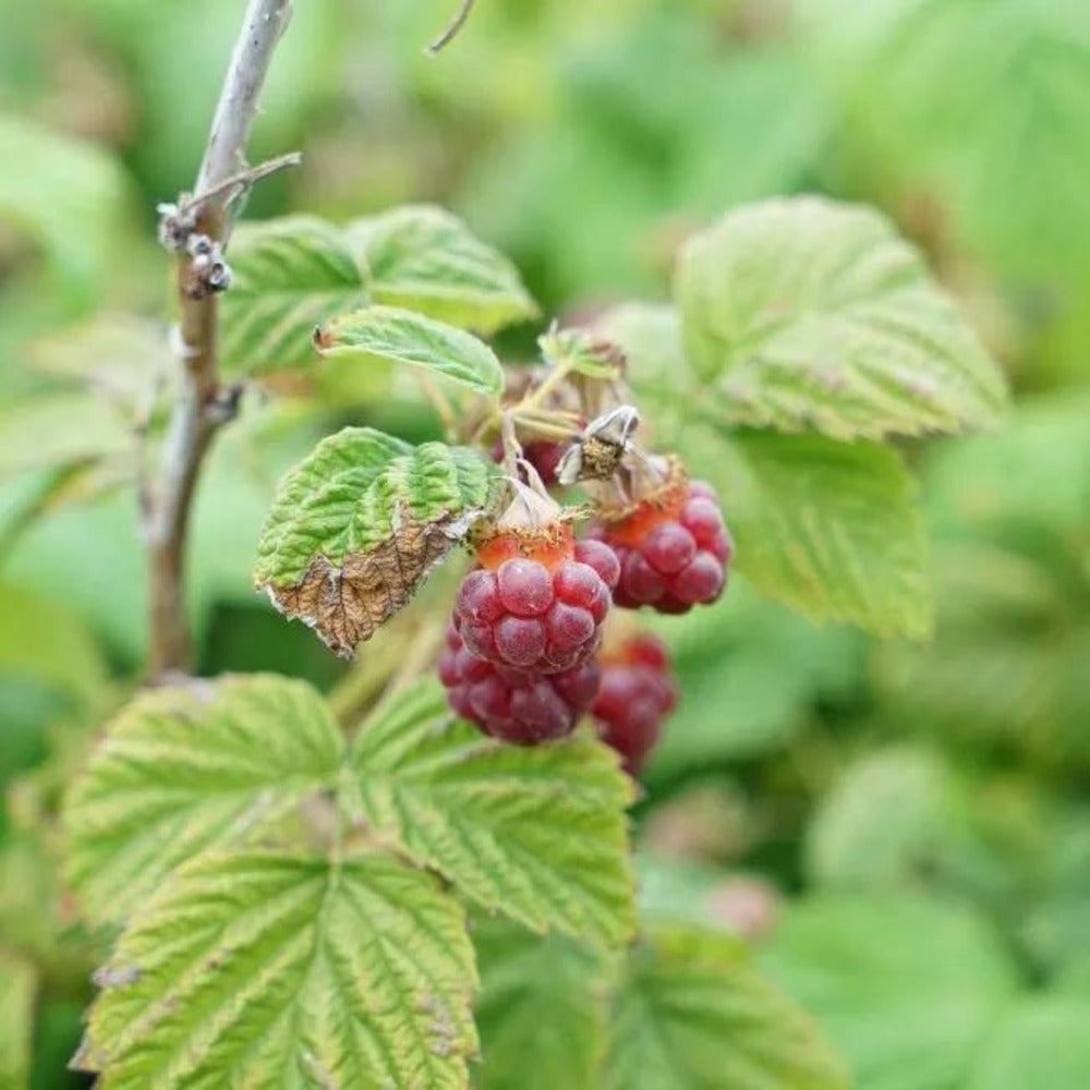  Framboisier Non Remontant 'malling Promise' - Rubus Idaeus 3l - 60/90cm
