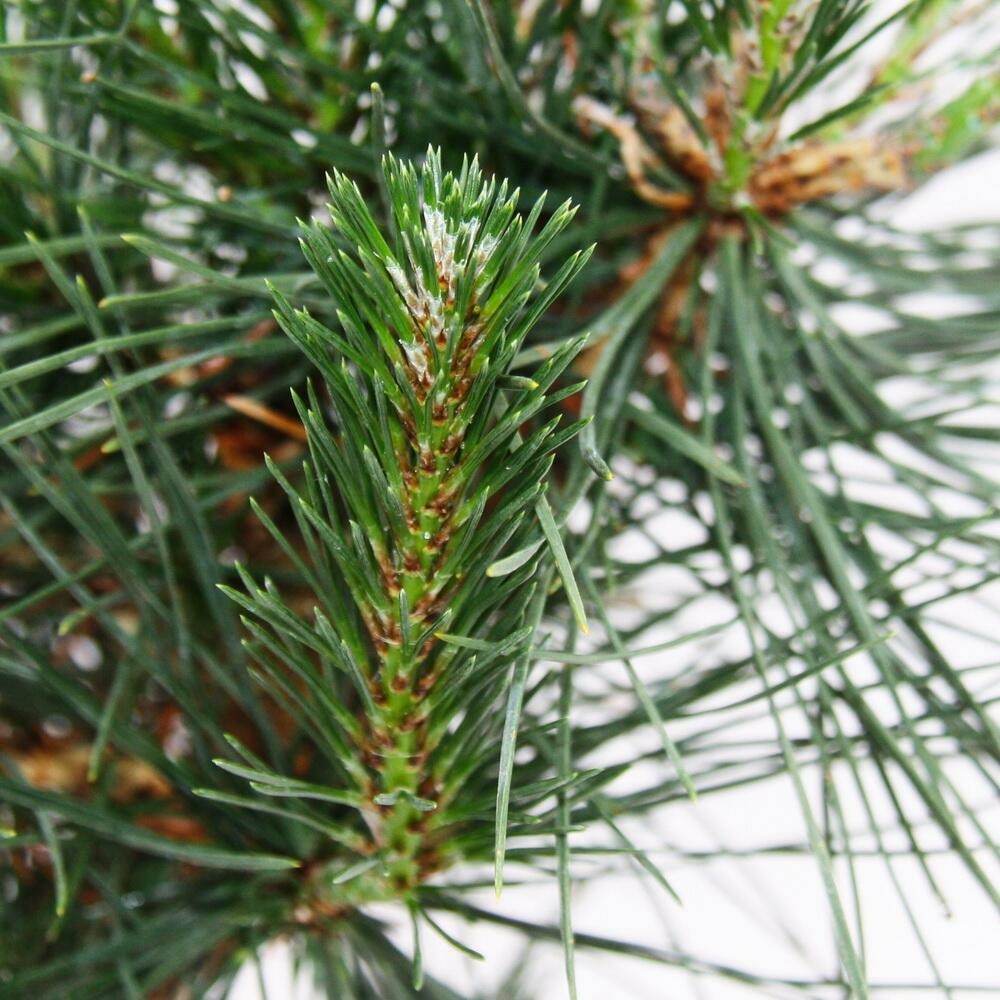  Bonsaï - Pinus Thunbergii - Pin Noir Du Japon - Environ 19 Ans