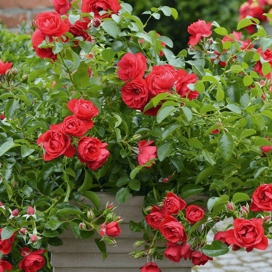  Rosier Arbustif Decorosier® Kadora® 'noa 83100 B'/[-]pot De 5l - 40/60 Cm