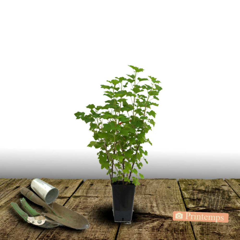  Groseillier à Grappes Junifer/[-]pot De 5l - 40/80 Cm