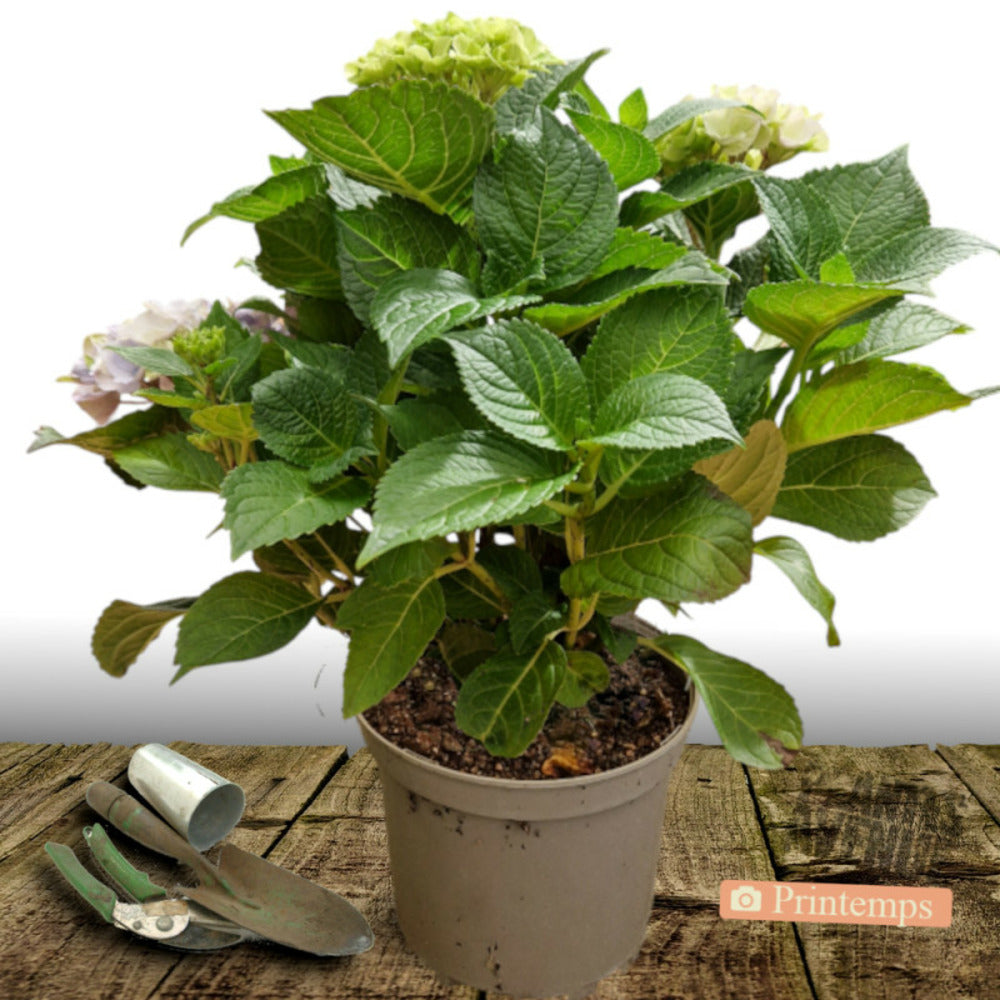  Hortensia Macrophylla Rouge/[-]pot De 7,5l - 40/60 Cm